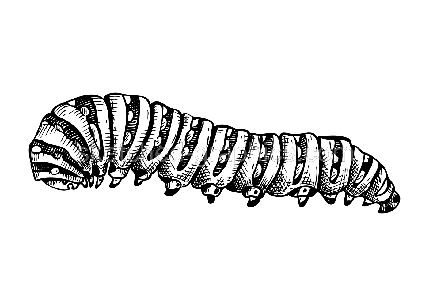Sketched illustration of caterpillar. Hand drawn butterfly Metamorphosis sketch. Vintage insect vector drawing on white background. Wildlife design elements. Illustration